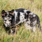 Belen-Campocecina-01-08-2010-005