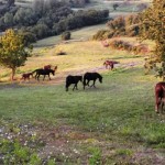 Cavalli al pascolo