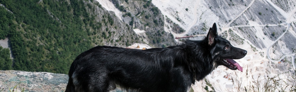 ALLEVAMENTO CANE DA PASTORE APUANO