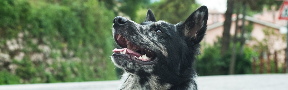 IL CANE DA PASTORE APUANO