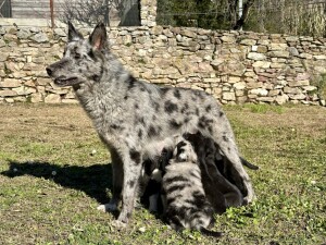 CUCCIOLATA CANE DA PASTORE APUANO 2024