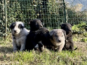 Cucciolata Cane da Pastore Apuano 2024